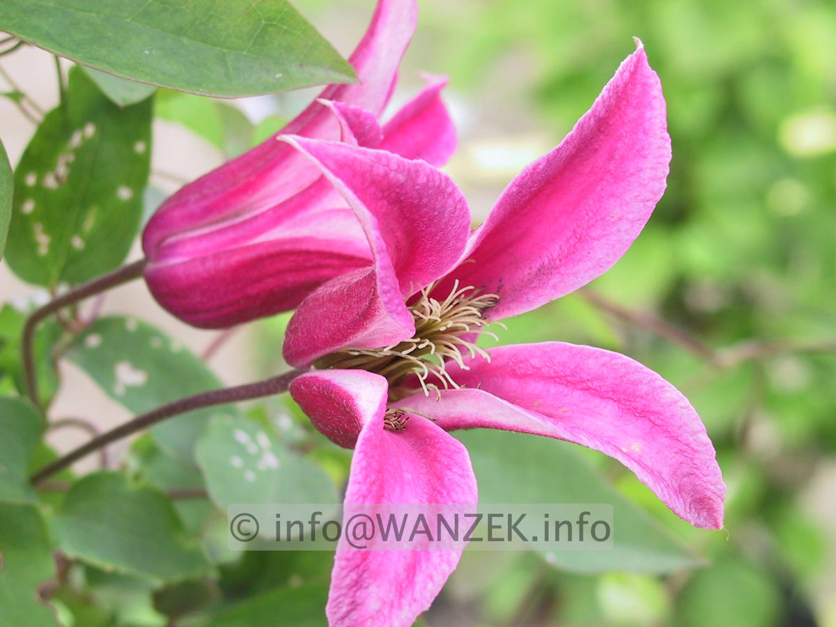 Clematis texensis Princess Diana 02.JPG
